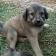 lili