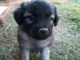 lola
