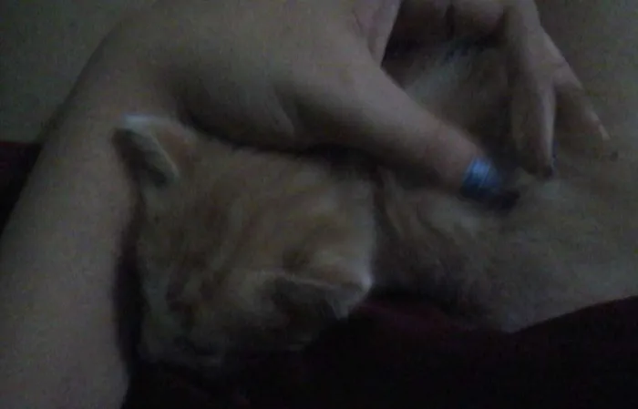 Gato ra a Vira-lata  idade Abaixo de 2 meses nome Rajado e Laranjinha 