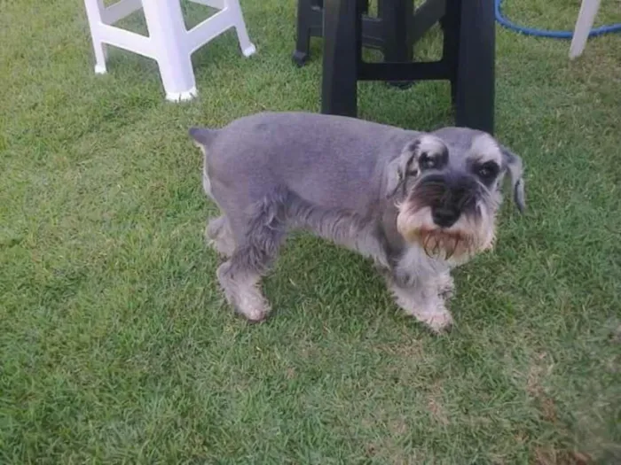 Cachorro ra a Schnauzer idade 6 ou mais anos nome Malu