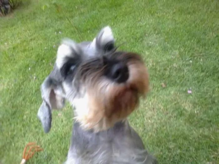 Cachorro ra a Schnauzer idade 6 ou mais anos nome Malu