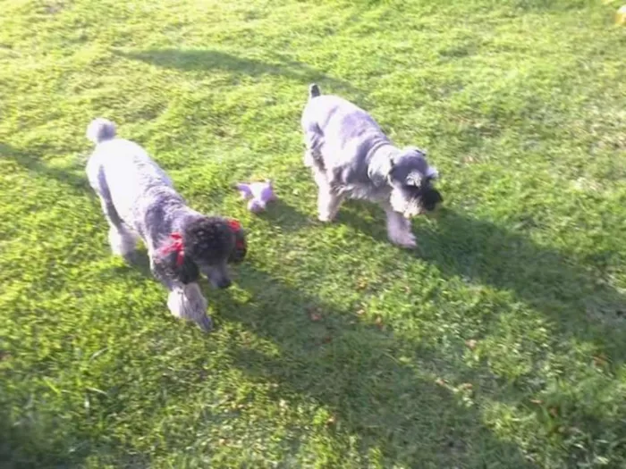 Cachorro ra a Schnauzer idade 6 ou mais anos nome Malu