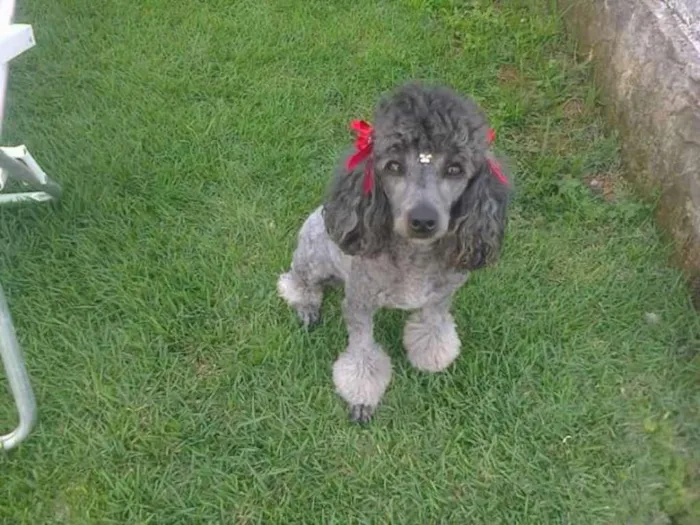 Cachorro ra a Poodle idade 6 ou mais anos nome Nina