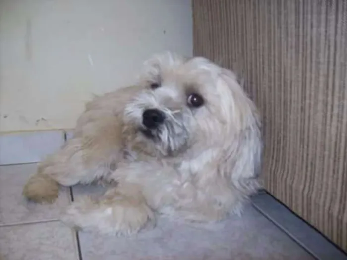 Cachorro ra a Lhasa apso idade 6 ou mais anos nome Tody