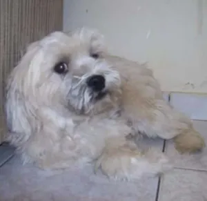 Cachorro raça Lhasa apso idade 6 ou mais anos nome Tody