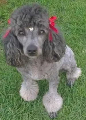 Cachorro raça Poodle idade 6 ou mais anos nome Nina