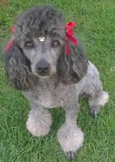 Cachorro ra a Poodle idade 6 ou mais anos nome Nina