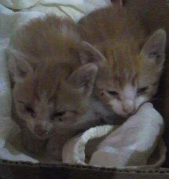 Gato ra a Vira-lata  idade Abaixo de 2 meses nome Rajado e Laranjinha 