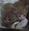 Gato raça Vira-lata  idade Abaixo de 2 meses nome Rajado e Laranjinha 