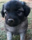 lola