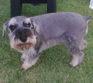 Cachorro raça Schnauzer idade 6 ou mais anos nome Malu