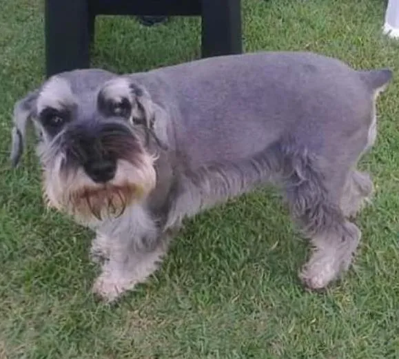 Cachorro ra a Schnauzer idade 6 ou mais anos nome Malu