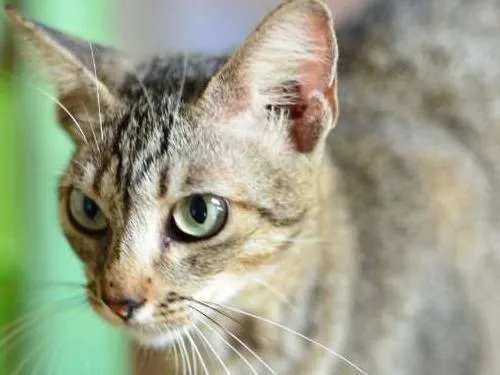 Gato raça SRD idade 7 a 11 meses nome xaniha