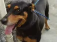 Filó