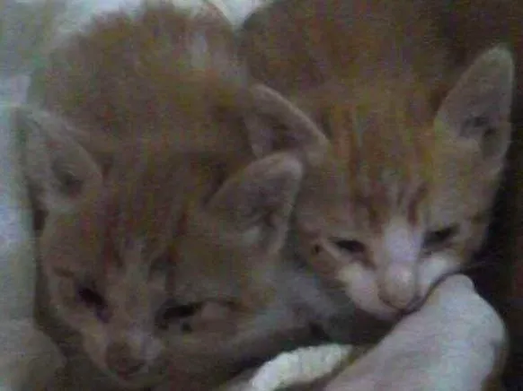 Gato ra a Vira-lata  idade Abaixo de 2 meses nome Rajado e Laranjinha 