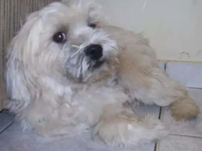 Cachorro ra a Lhasa apso idade 6 ou mais anos nome Tody
