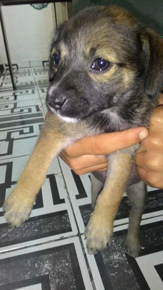 Cachorro ra a Vira lata  idade Abaixo de 2 meses nome Thor