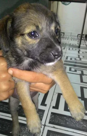Cachorro raça Vira lata  idade Abaixo de 2 meses nome Thor