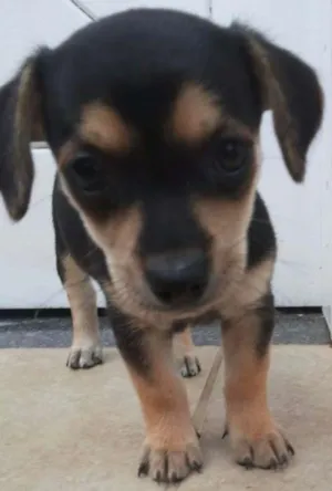 Cachorro raça vira lata idade Abaixo de 2 meses nome sem nome