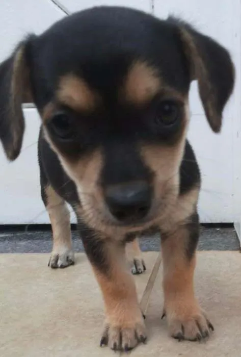 Cachorro ra a vira lata idade Abaixo de 2 meses nome sem nome