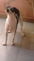 Bisteca