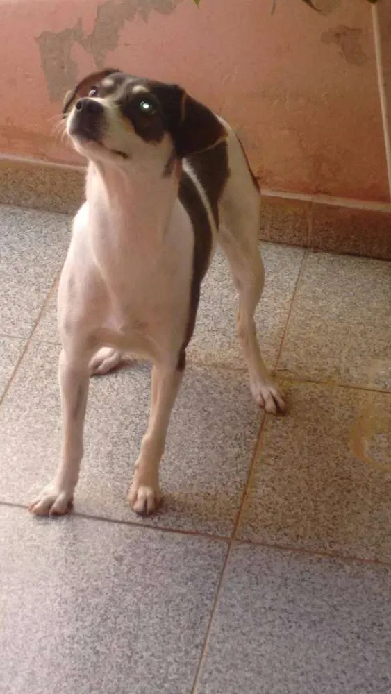 Cachorro ra a  idade 1 ano nome Bisteca