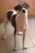 Bisteca