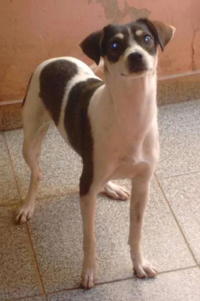 Cachorro ra a  idade 1 ano nome Bisteca