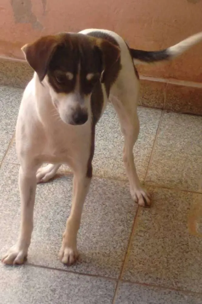 Cachorro ra a  idade 1 ano nome Bisteca