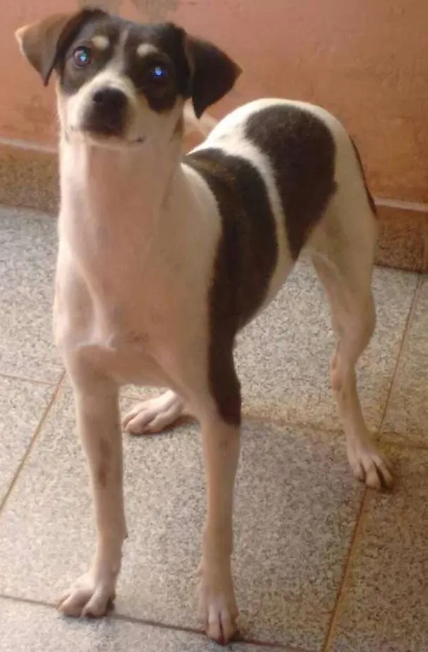 Cachorro ra a  idade 1 ano nome Bisteca