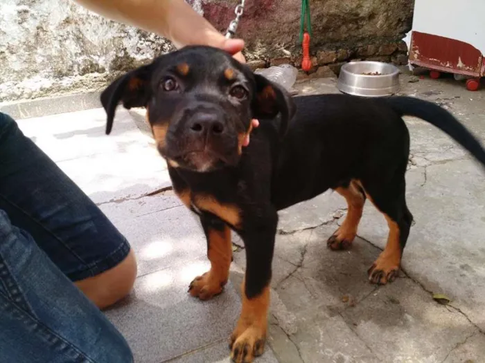 Cachorro ra a SRD idade 2 a 6 meses nome Tufão