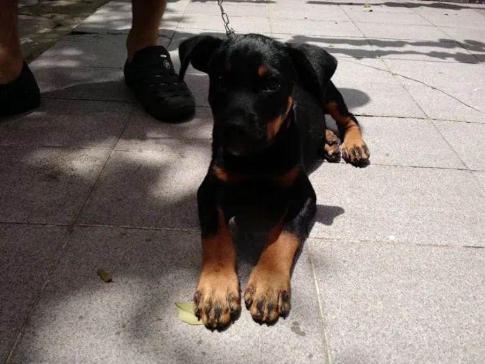 Cachorro ra a SRD idade 2 a 6 meses nome Tufão