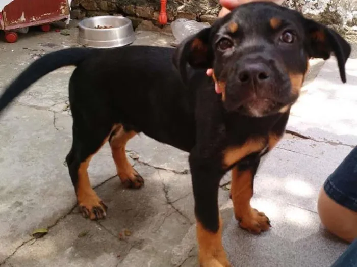 Cachorro ra a SRD idade 2 a 6 meses nome Tufão