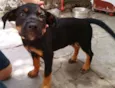 Tufão
