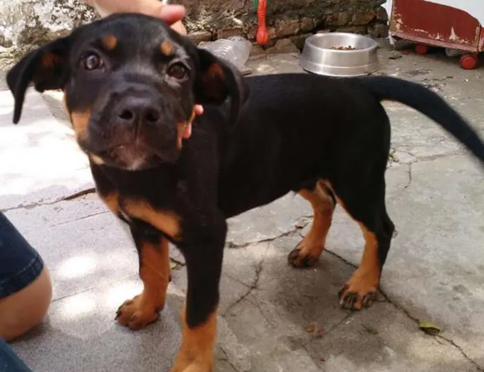 Cachorro ra a SRD idade 2 a 6 meses nome Tufão