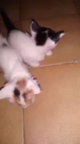 Lili e Bibi
