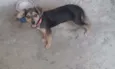 Nina