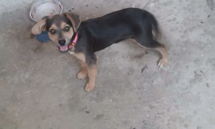 Cachorro ra a Vira-lata idade 2 a 6 meses nome Nina