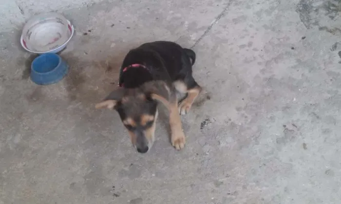 Cachorro ra a Vira-lata idade 2 a 6 meses nome Nina