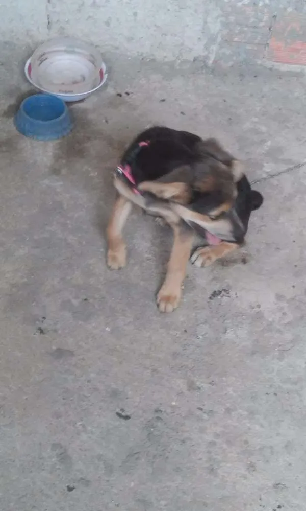 Cachorro ra a Vira-lata idade 2 a 6 meses nome Nina