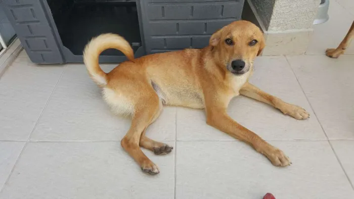 Cachorro ra a SRD idade 7 a 11 meses nome Belgica