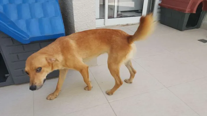 Cachorro ra a SRD idade 7 a 11 meses nome Belgica