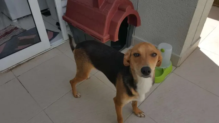 Cachorro ra a SRD idade 7 a 11 meses nome Italia