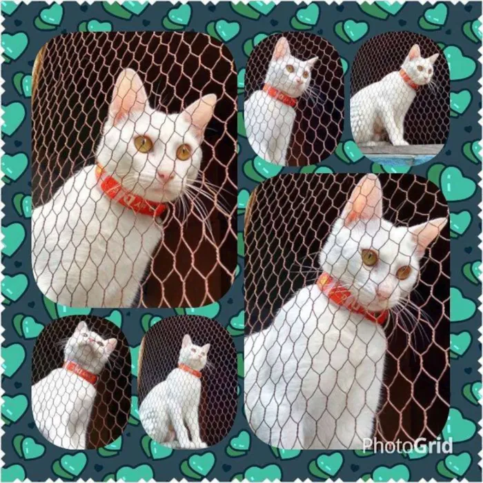 Gato ra a SRD idade 7 a 11 meses nome PÉROLA CASTRADA