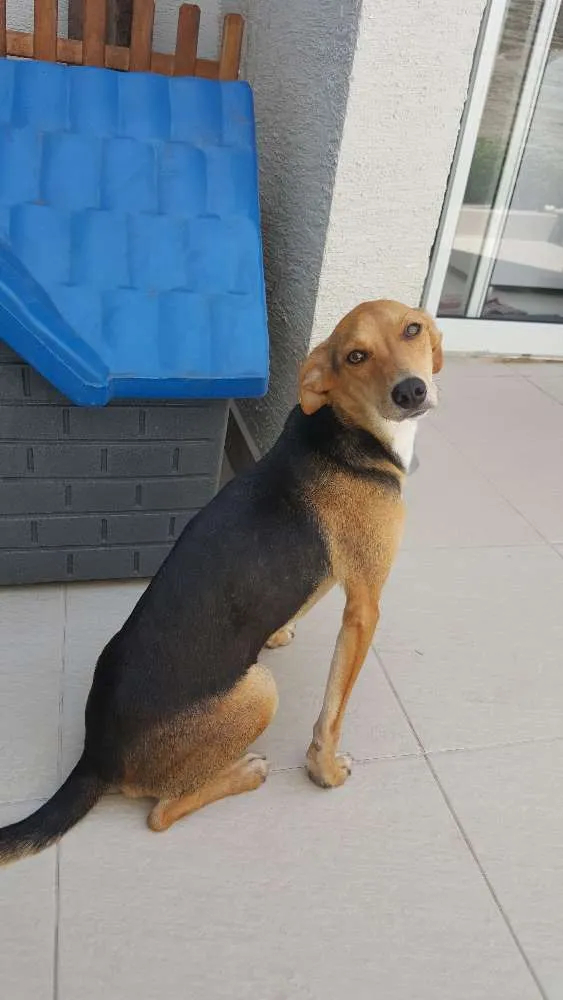 Cachorro ra a SRD idade 7 a 11 meses nome Italia