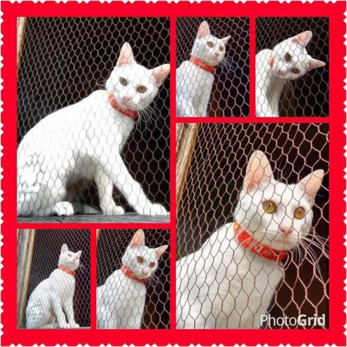 Gato ra a SRD idade 7 a 11 meses nome PÉROLA CASTRADA