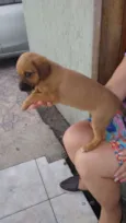 Docinho