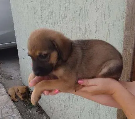 Cachorro ra a SRD idade Abaixo de 2 meses nome MARRON