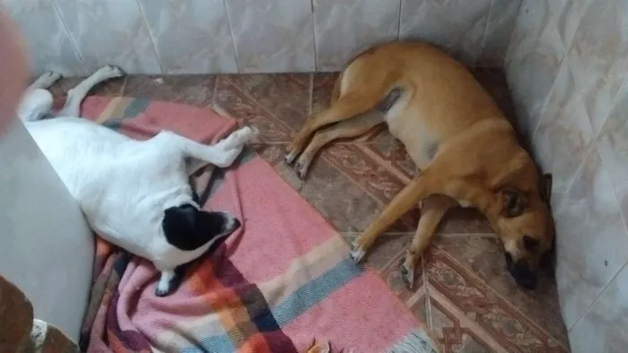 Cachorro ra a indefinida idade 3 anos nome july/paquita