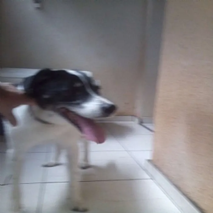 Cachorro ra a SRD idade 6 ou mais anos nome Dolly GRATIFICA